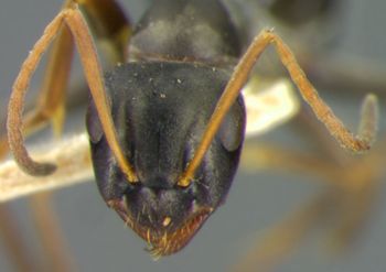 Media type: image; Entomology 21731   Aspect: head frontal view